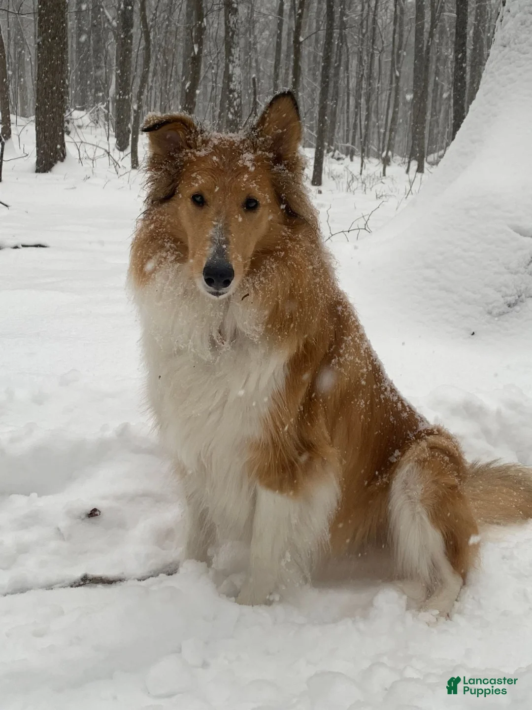 Collie dogs for sale: thorin - Ad 2