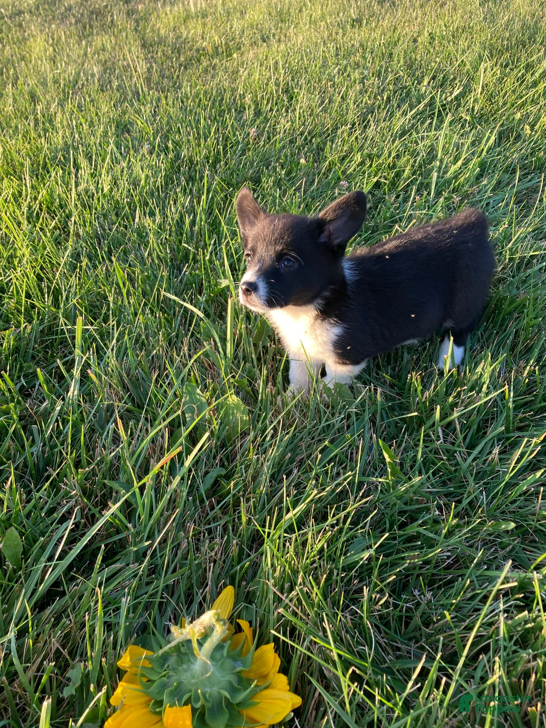 Corgipoo dogs for sale: Tami  - Ad 2
