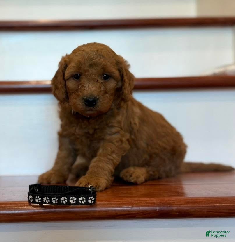 Mini Goldendoodle dogs Mini Goldendoodle 1 black collar - Ad 2
