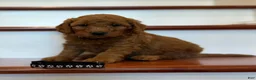 Mini Goldendoodle dogs for sale: Mini Goldendoodle 1 black collar - Ad 2