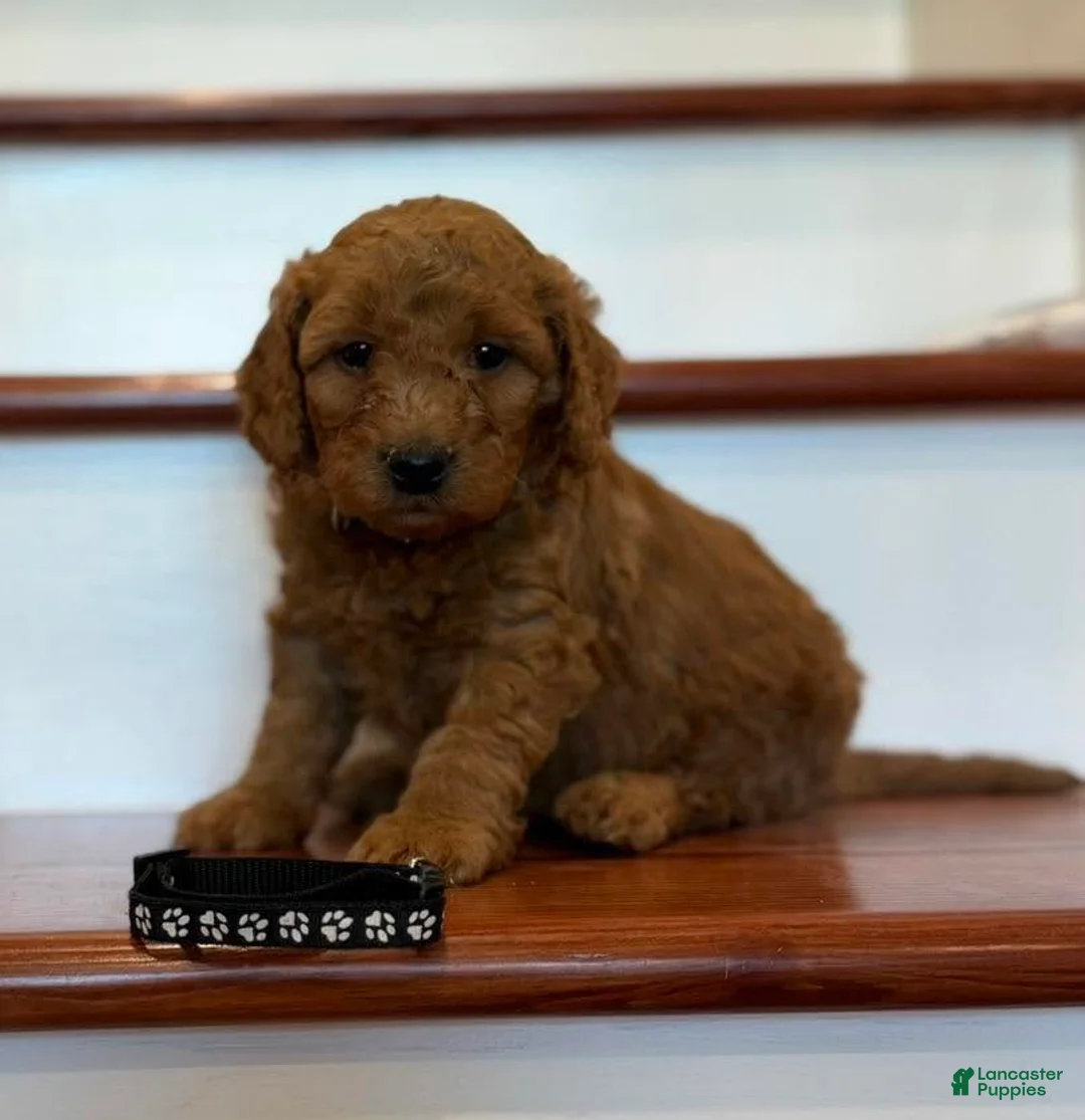 Mini Goldendoodle dogs for sale: Mini Goldendoodle 1 black collar - Ad 2