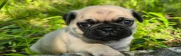 Pug dogs for sale: Moe - Ad 18
