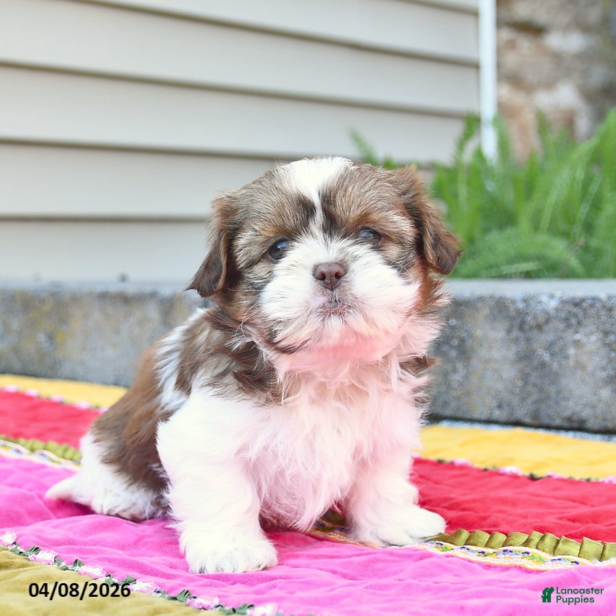 Shih Tzu dogs Blossom  - Ad 1