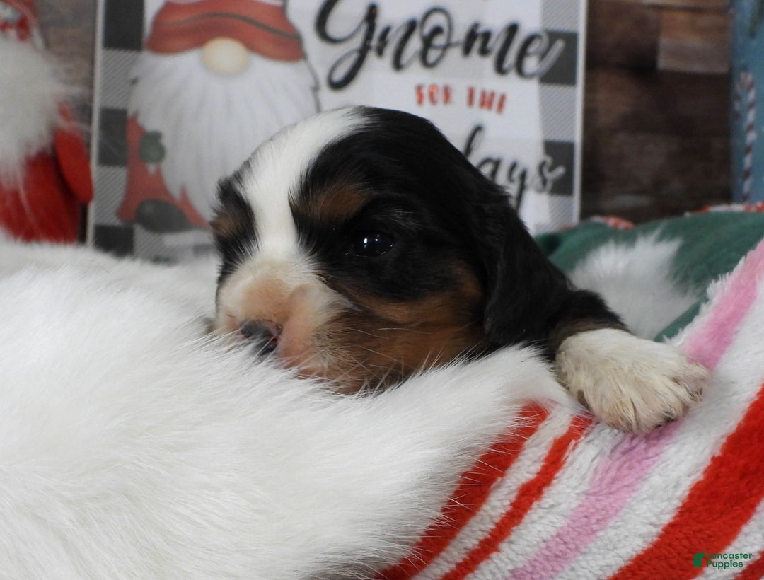 Cavalier King Charles Spaniel dogs for sale: #3 Male (Tiny's) - Ad 2