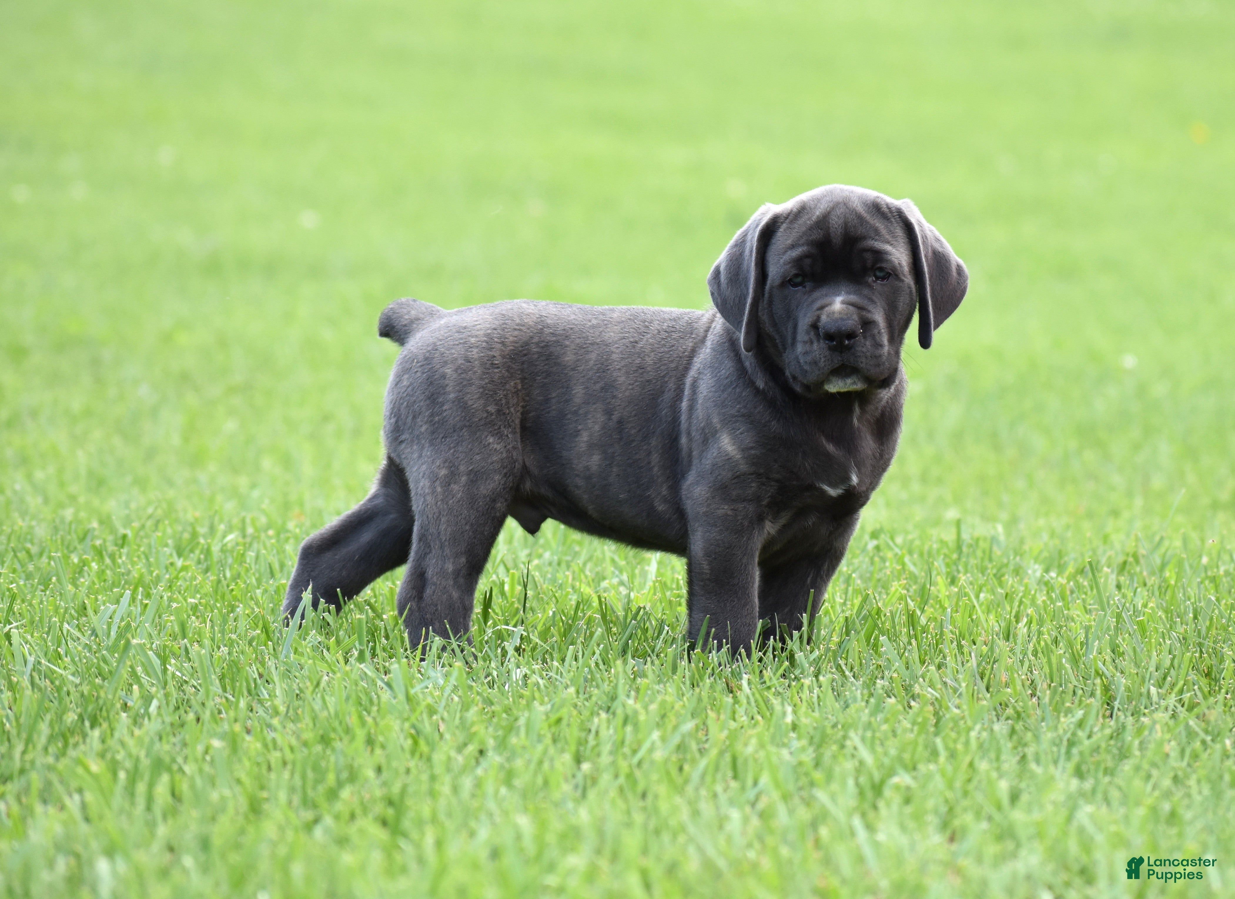 Cane Corso dogs Enzo - Ad 1