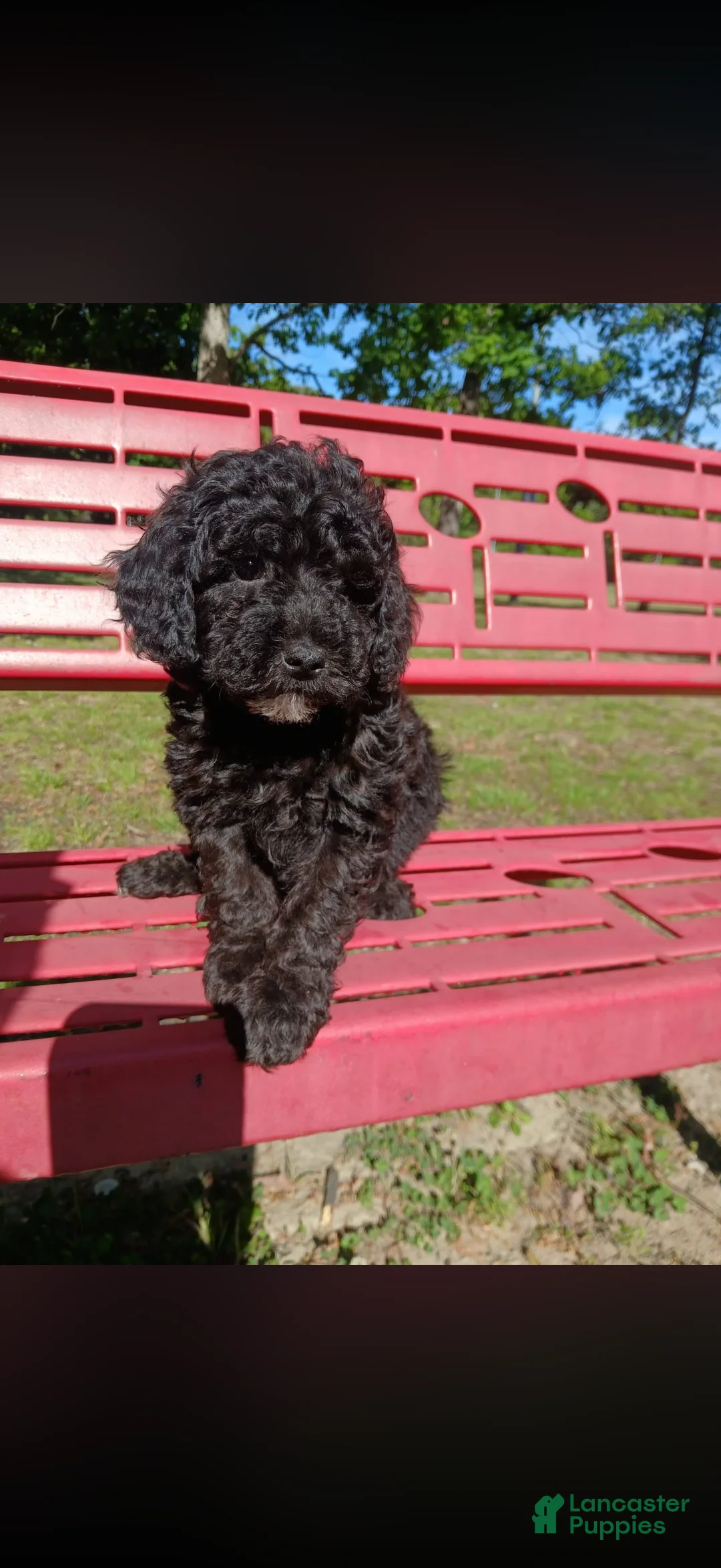 Miniature Poodle dogs for sale: Miniature Poodle Puppy 1 - Ad 1