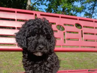 Miniature Poodle dogs Miniature Poodle Puppy 1 - Ad 41