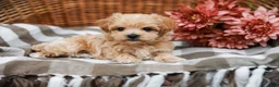 Maltipoo dogs for sale: Dominic - Ad 5