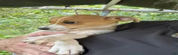 Other breed dogs for sale: Other breed ( treeing fiest full blooded ) 2 girls  - Ad 2