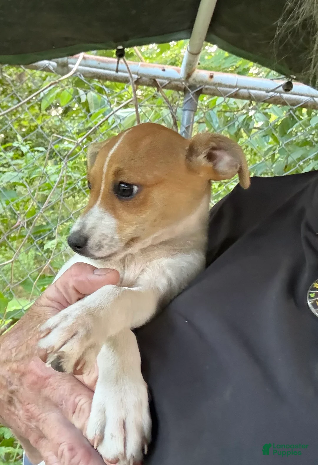 Other breed dogs for sale: Other breed ( treeing fiest full blooded ) 2 girls  - Ad 2
