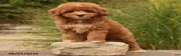Cockapoo dogs for sale: Oran - Ad 3