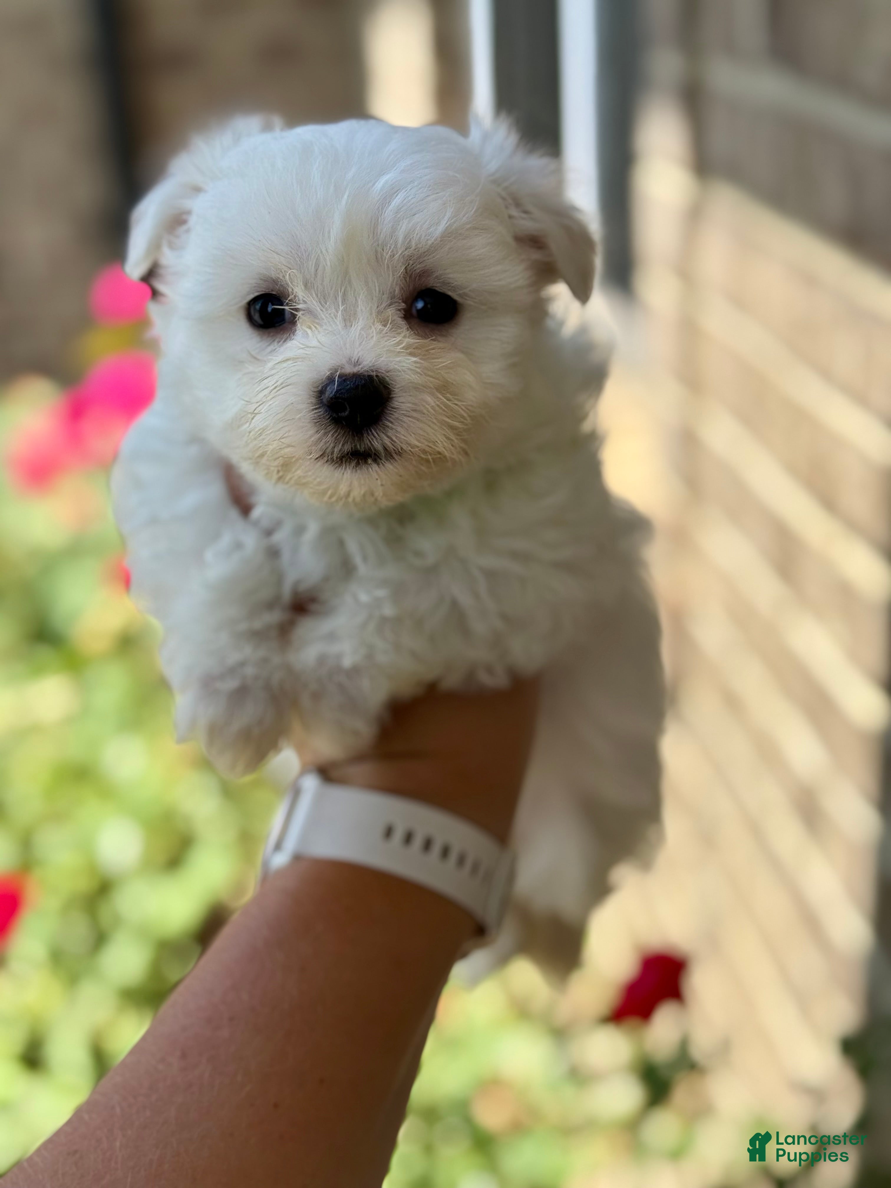 Maltese dogs Ivy Maltese 4 - Ad 2