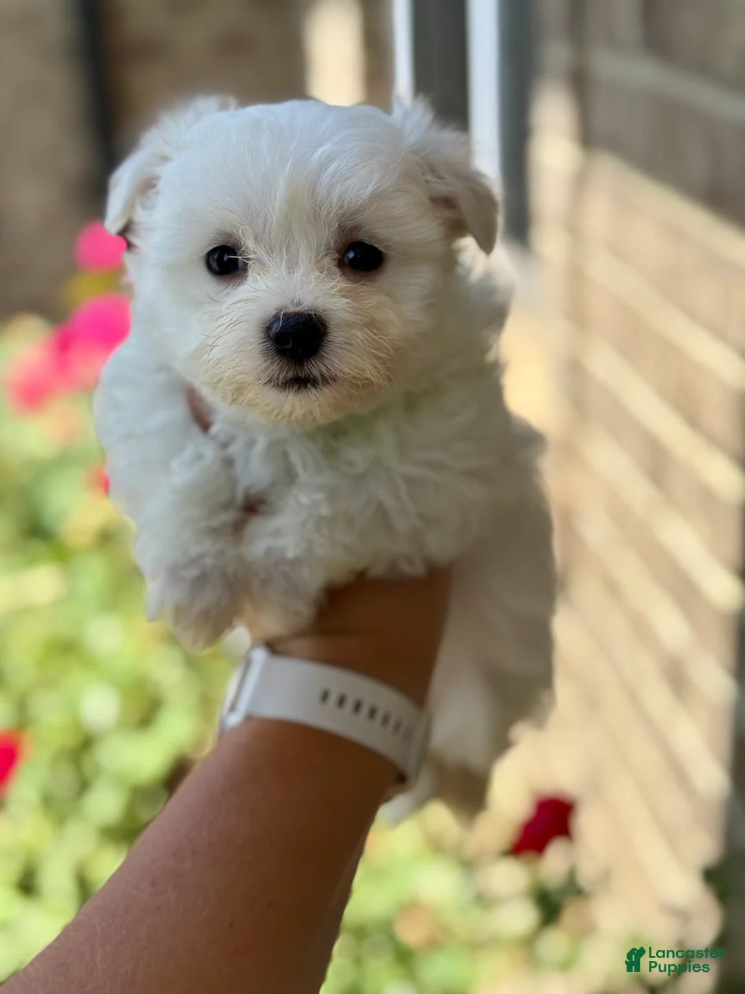 Maltese dogs for sale: Ivy Maltese 4 - Ad 2