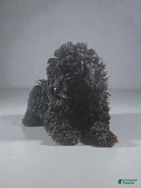 Cavapoo dogs Cavapoo Puppy 2 - Ad 33