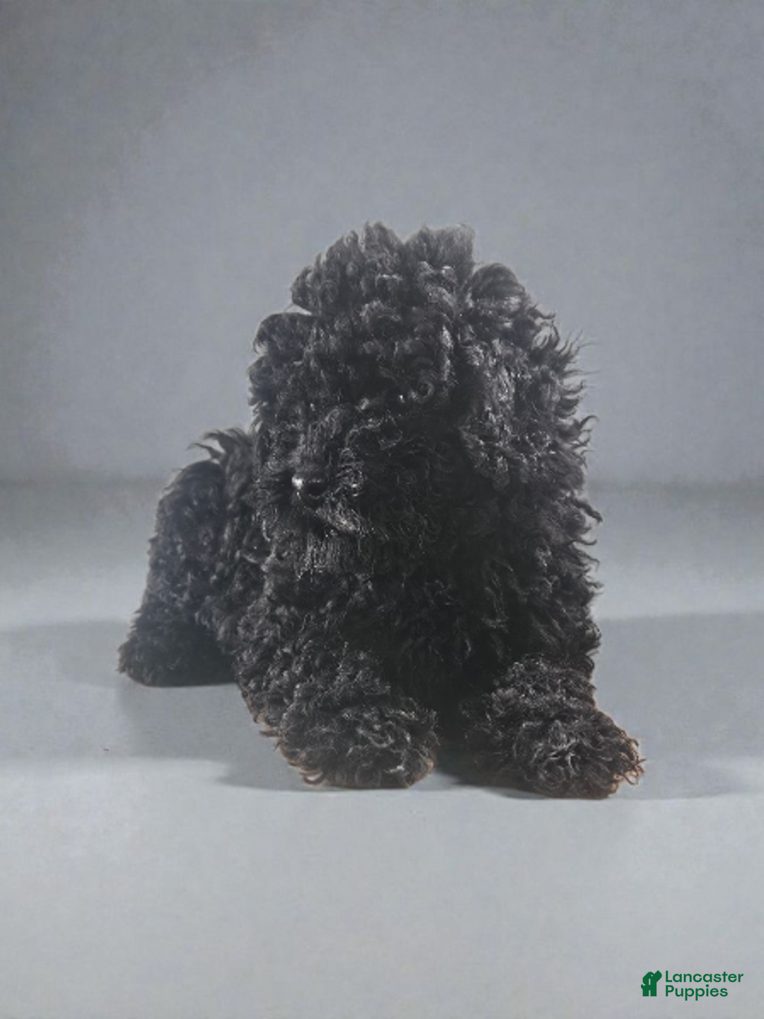 Cavapoo dogs for sale: Cavapoo Puppy 2 - Ad 1