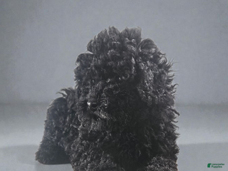 Cavapoo dogs Cavapoo Puppy 2 - Ad 17