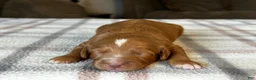 Mixed Breed dogs for sale: Red Micro Bernedoodle - Ad 4