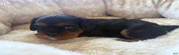 Cavalier King Charles Spaniel dogs for sale: Cavalier King Charles Spaniel 2 - Ad 3