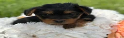 Yorkshire Terrier dogs for sale: Mocha - Ad 4