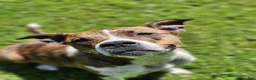 Mixed Breed dogs for sale: Mixed Breed 5 - Ad 2