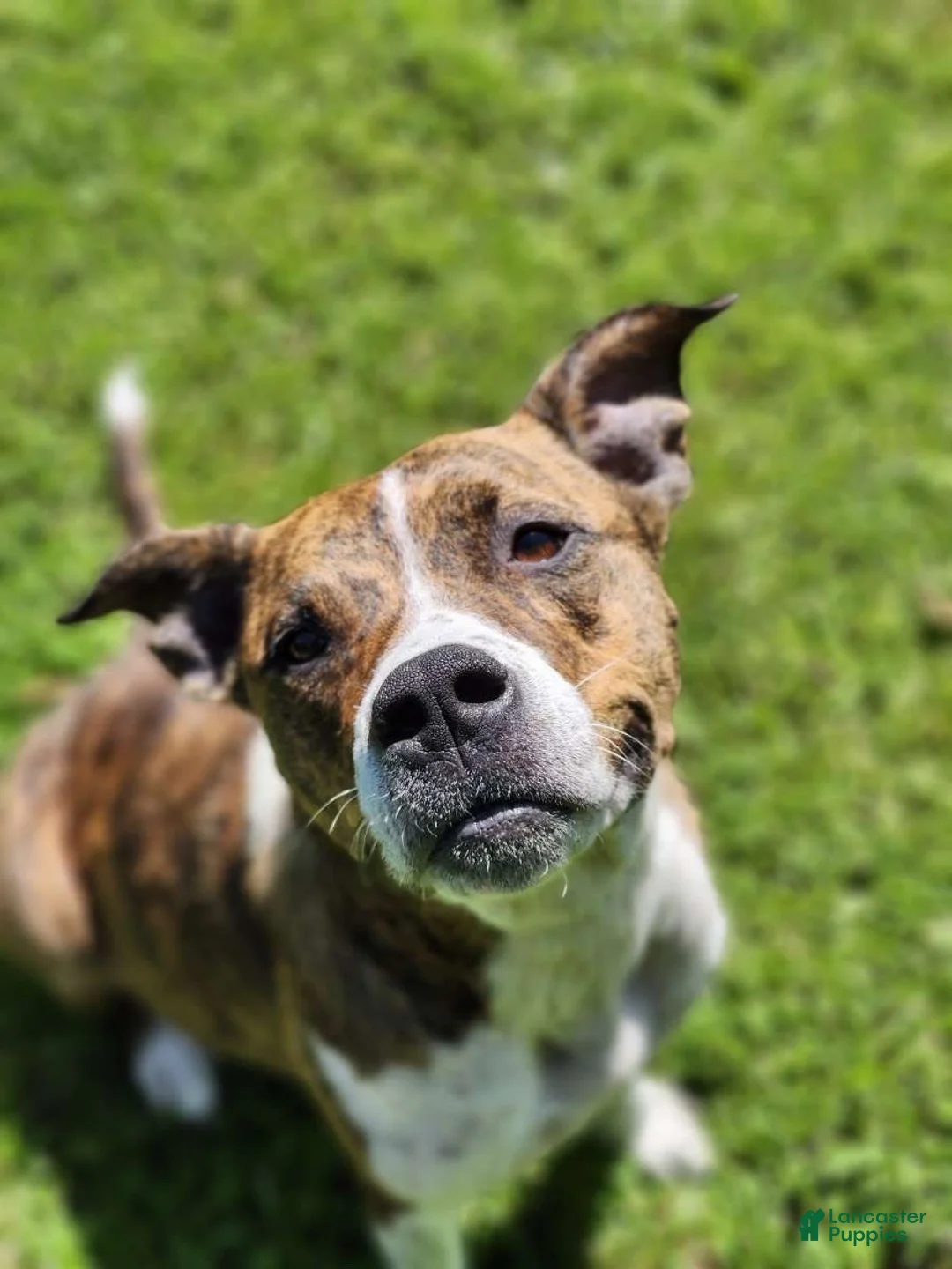 Mixed Breed dogs for sale: Mixed Breed 5 - Ad 2