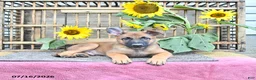 Mixed Breed dogs for sale: Atlas - Ad 4
