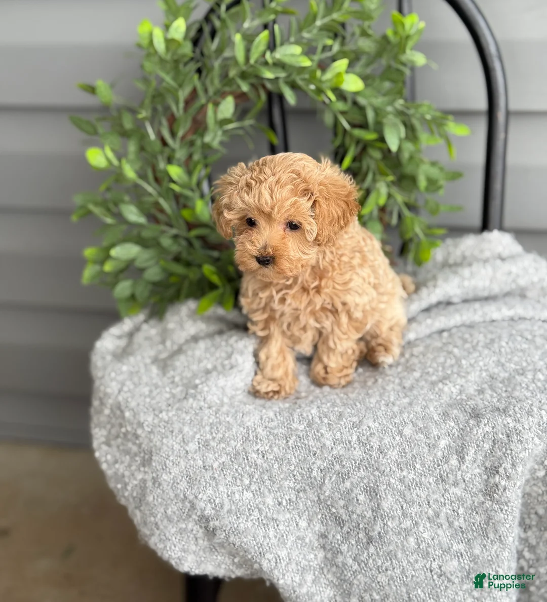 Maltipoo dogs for sale: Tillie - Ad 2