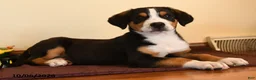 Greater Swiss Mountain Dog dogs for sale: Pippin - Ad 3