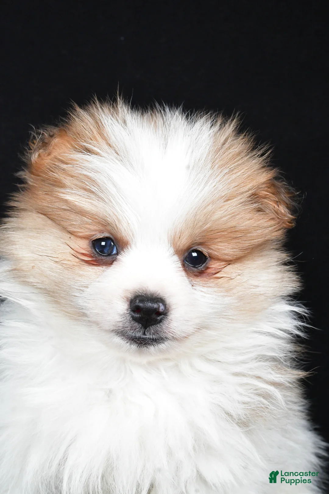 Pomeranian dogs for sale: Tripp - Ad 7