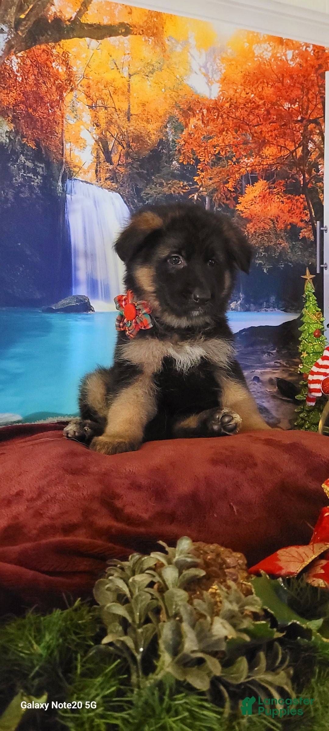 German Shepherd dogs for sale: Noelle - Ad 1