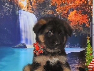 German Shepherd dogs Noelle - Ad 36