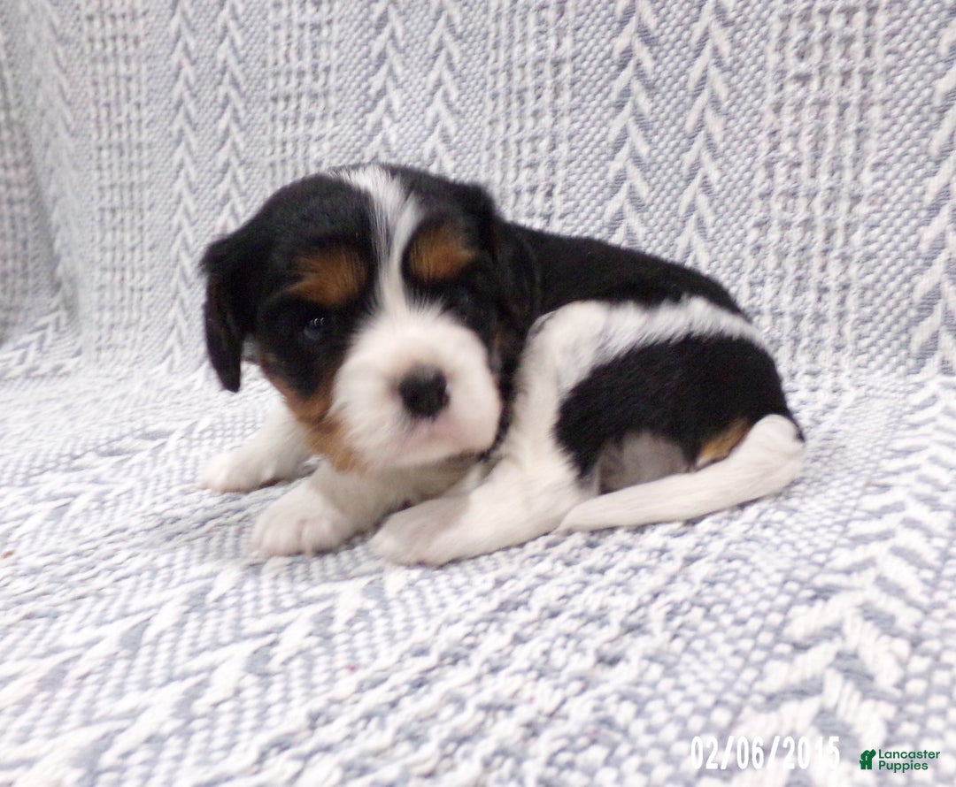 Cavalier King Charles Spaniel dogs for sale: Cavalier King Charles Spaniel Puppy 3 - Ad 9