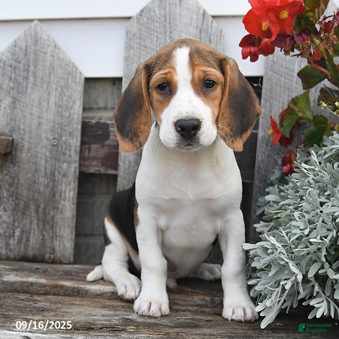 Beagle Boston Boglen Puppies Boston Terrier Beagle Mix Puppies Shop