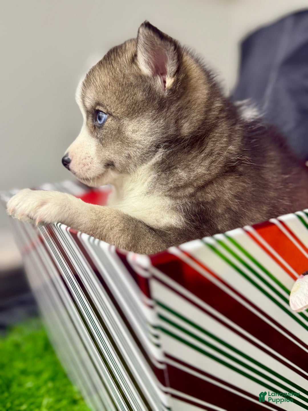 Mixed Breed dogs for sale: Cocoa - Ad 7