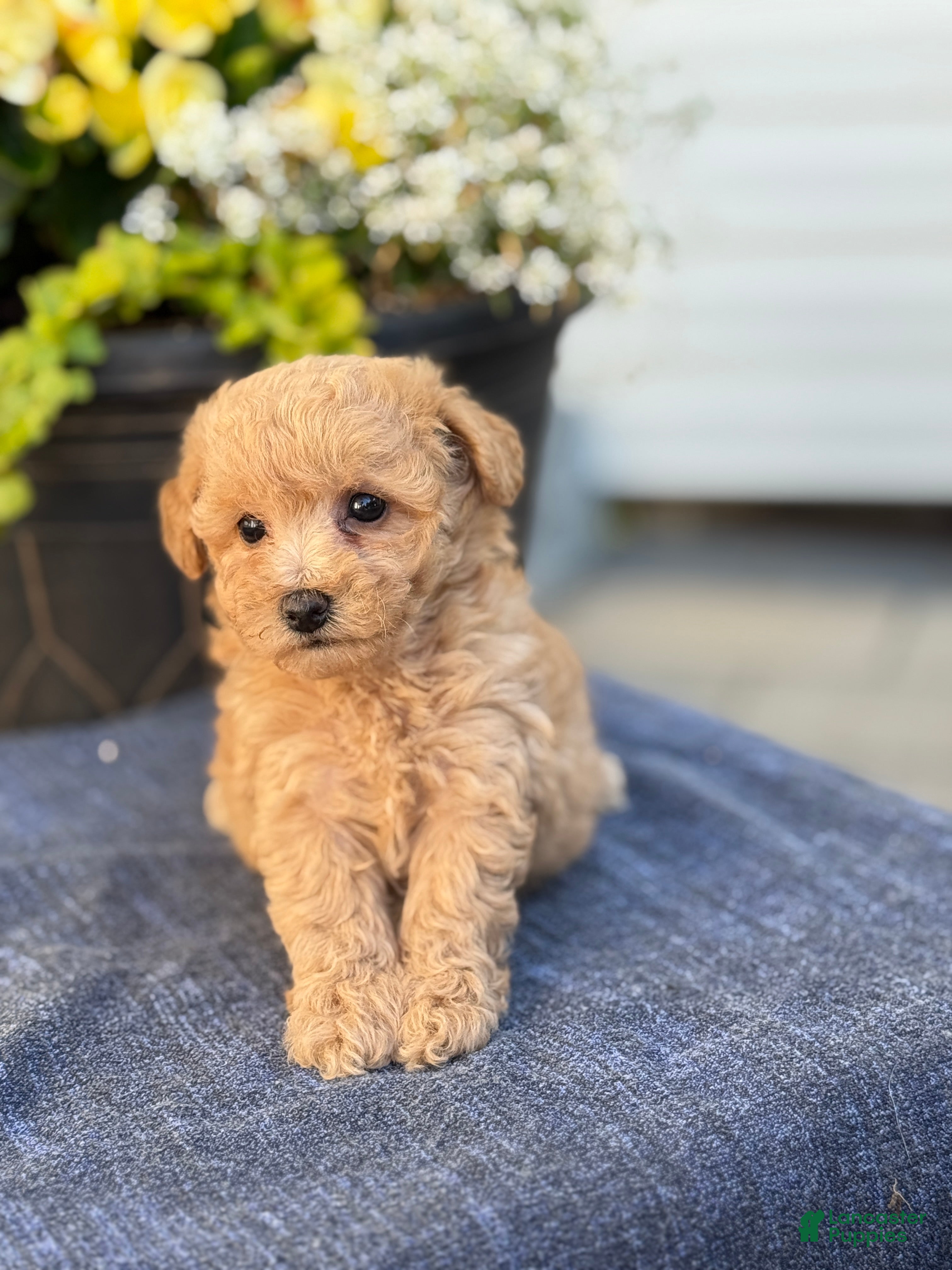 Bichpoo dogs for sale: Flora - Ad 5