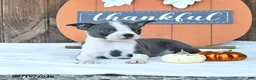 Boston Terrier dogs for sale: Abby - Ad 3