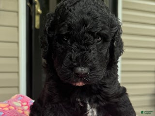 Sheepadoodle dogs - Ad 16