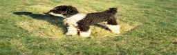 Miniature Poodle dogs for stud: Jett - Stud for Sale - Ad 1