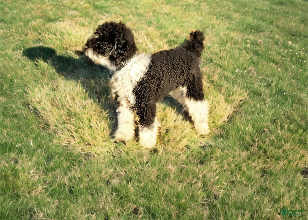 Miniature Poodle dogs for stud: Jett - Stud for Sale - Ad 1