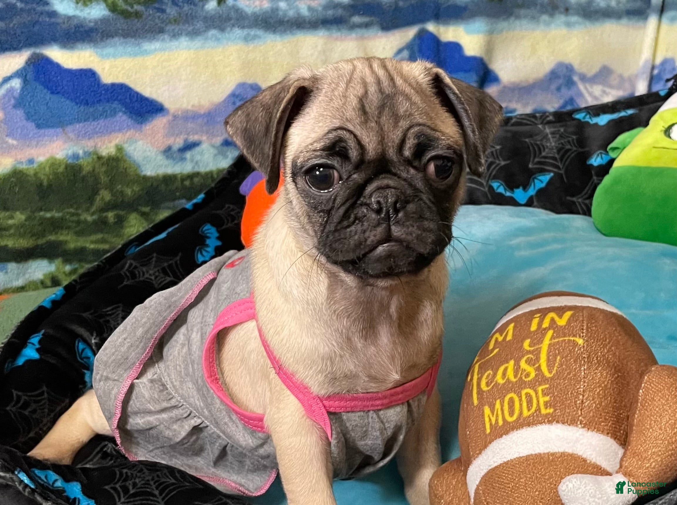 Pug dogs Luna - Ad 2