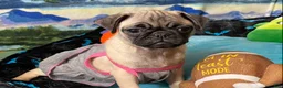 Pug dogs for sale: Luna - Ad 2