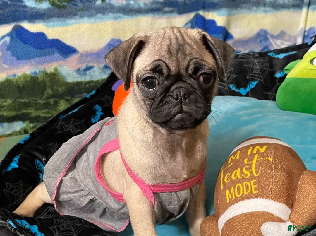 Pug dogs for sale: Luna - Ad 2