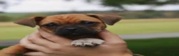 Jug dogs for sale: Bailey  - Ad 1