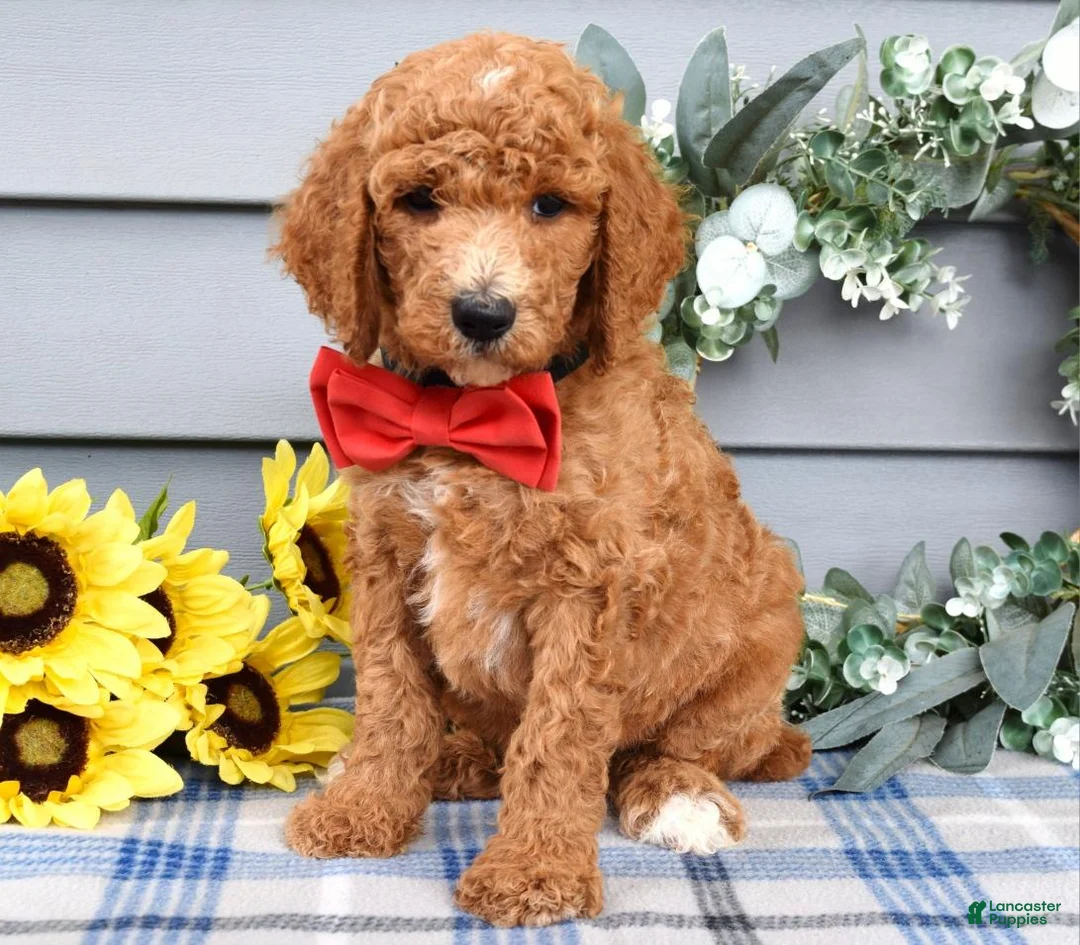 Standard Poodle dogs for sale: Rio - Ad 1
