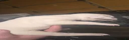 American Bulldog dogs for sale: American Bulldog 1 - Ad 6