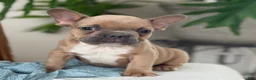 French Bulldog dogs for sale: Wilder - Ad 4