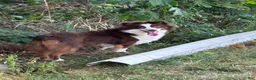 Miniature Australian Shepherd dogs for sale: Bella (Natural Tailed) - Ad 10