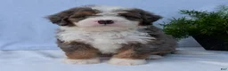 Mini Bernedoodle dogs for sale: Mini Banks  - Ad 15