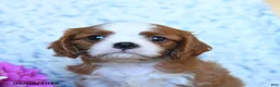 Cavalier King Charles Spaniel dogs for sale: Zach - Ad 4
