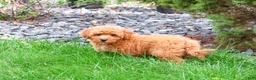 Mini Goldendoodle dogs for sale: Denny - Ad 4